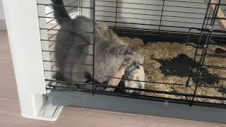 Boef Hopper Knuffelen