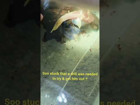 A Stupid Pleco !!