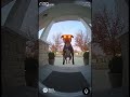 #shorts #ytshorts #viral #trending #fyp #explore #foryou #animals #dogs #cute #subscribe