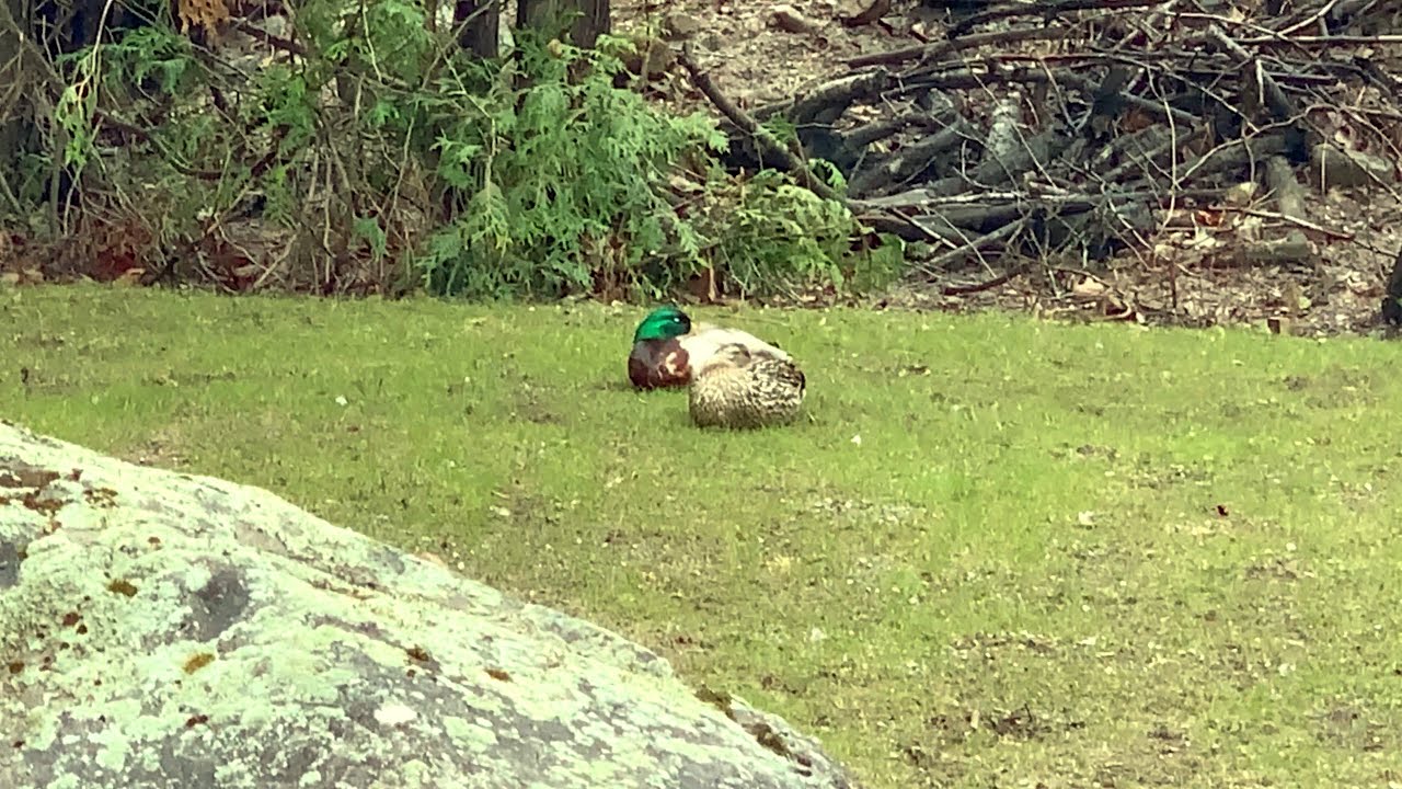 Sleeping Ducks YouTube