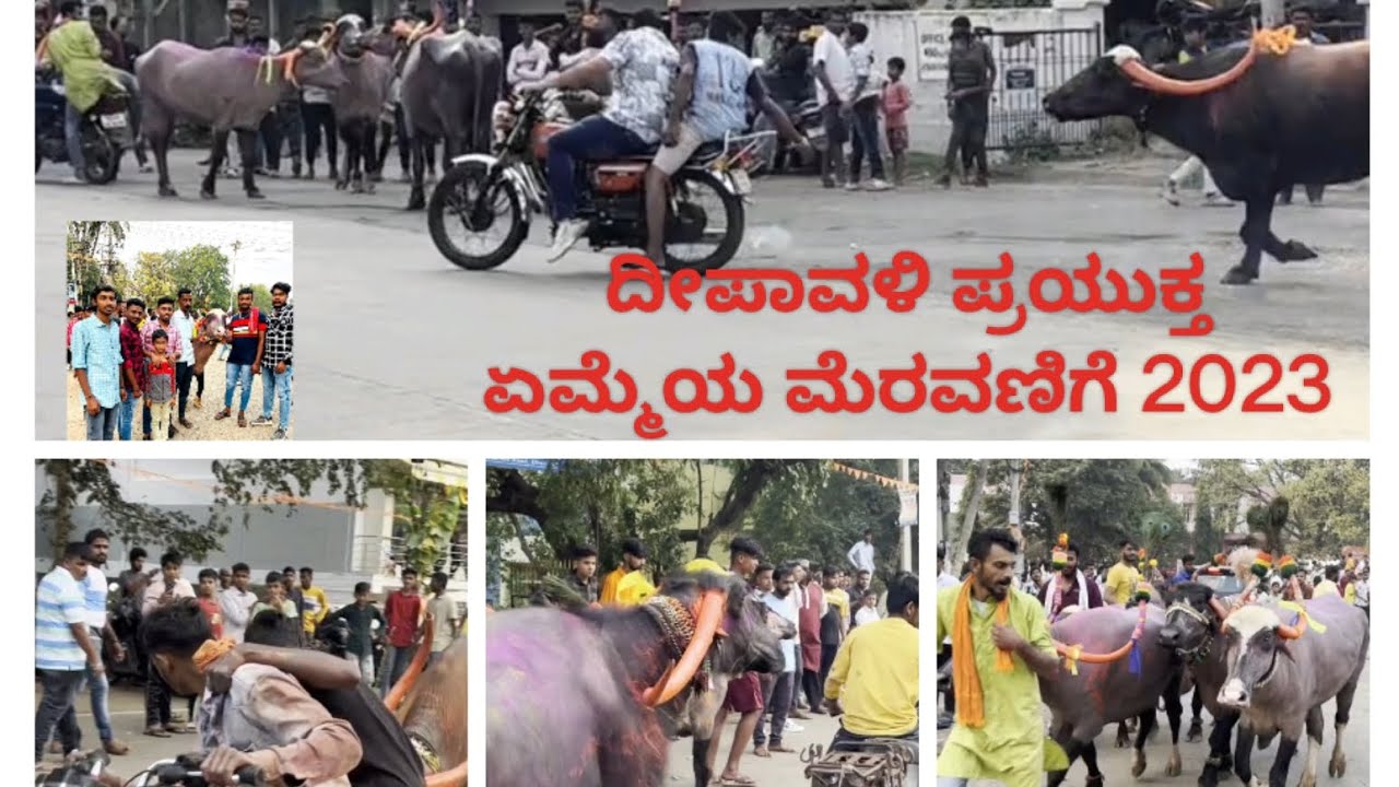 Dharwad buffalos( ದೀಪಾವಳಿ ಹಬ್ಬದ ಪ್ರಯುಕ್ತ      ಏಮ್ಮೆಯ ಮೆರವಣಿಗೆ ಧಾರವಾಡ )