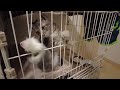 保護猫ぽぽぉを迎え入れた日のこと