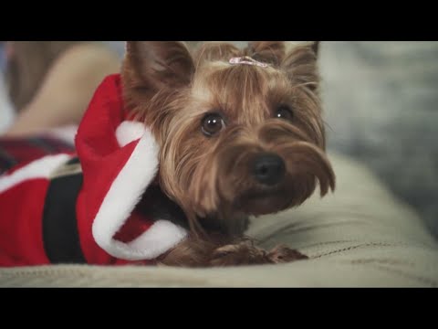 Video: Lag en morsom og trygg retrett for å lette ditt kjæledyrs feriespenning