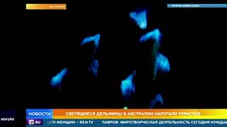 Светящиеся дельфины в Австралии напугали туристов