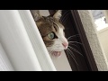 鳥に反応する猫 ~cat chattering teeth cat chatter~
