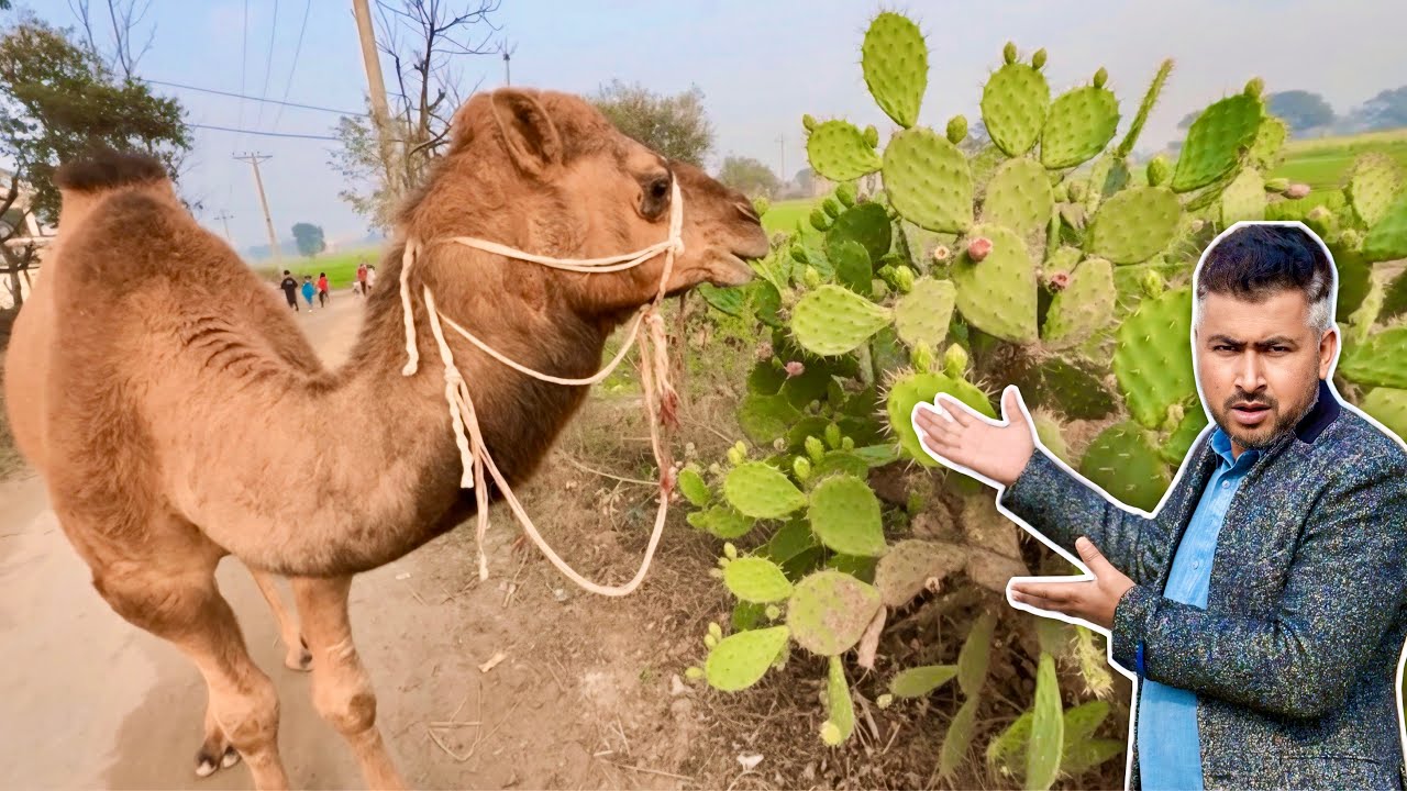 Our Camel 🐪 kia Khana Pasand krta hai😱