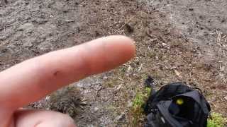 Strange alien insect