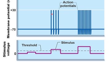 Chapter 12H - Nervous System   Coding for Stimulus Intensity