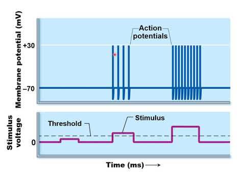 Chapter 12H - Nervous System   Coding for Stimulus Intensity