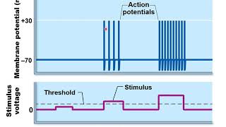 Chapter 12H - Nervous System   Coding for Stimulus Intensity