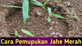 Cara Pemupukan Jahe Merah