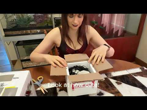 Snake in the Mail?! 🐍 | Ball Python Unboxing Part 1