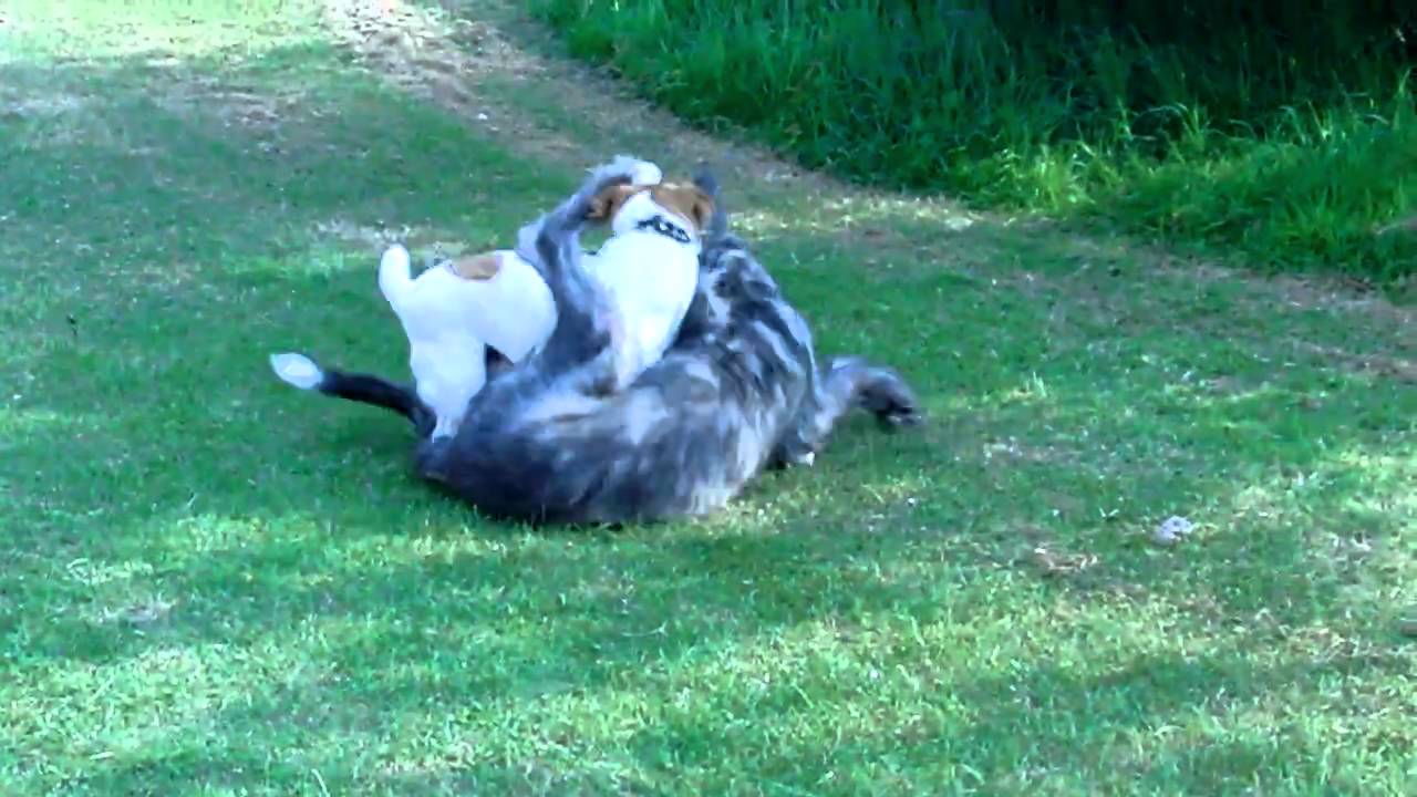 australian shepherd jack russell terrier irish wolf hound vs jack russell terrier dogs play fighting australian shepherd jack russell terrier irish wolf hound vs jack russell terrier dogs play fighting