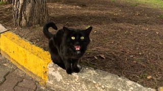 A very talkative black cat with a white bowtie by Stray Paws of Istanbul 18,068 views 4 months ago 2 minutes, 39 seconds