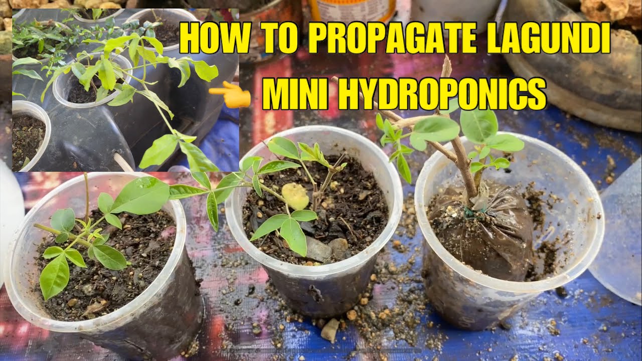 HOW TO PROPAGATE LAGUNDI VITEX NEGUNDO CHINESE CHASTE TREE HOW TO PROPAGATE LAGUNDI VITEX NEGUNDO CHINESE CHASTE TREE