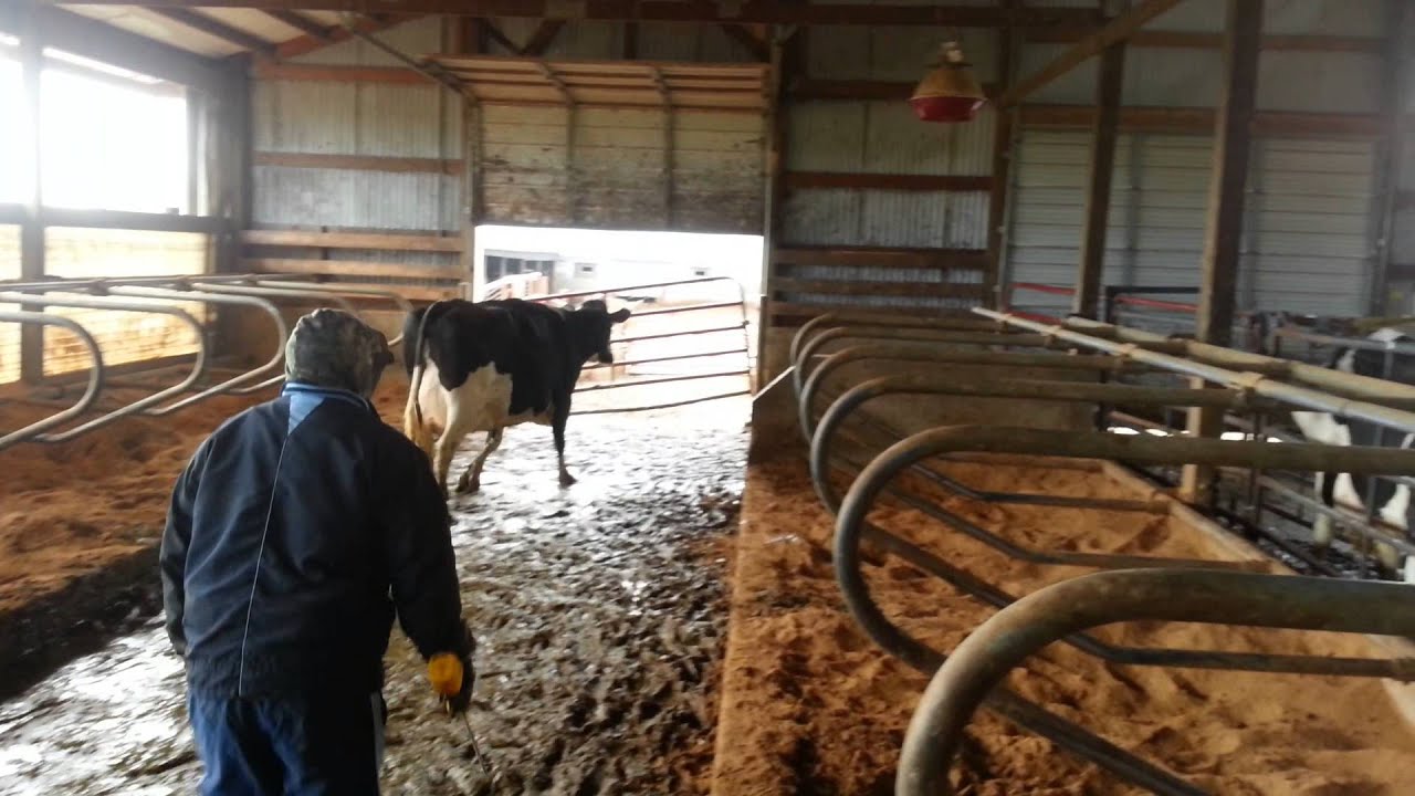 Xtreme Hoof Trimming YouTube