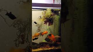 Algae Destruction, The Uncut Fish Banquet