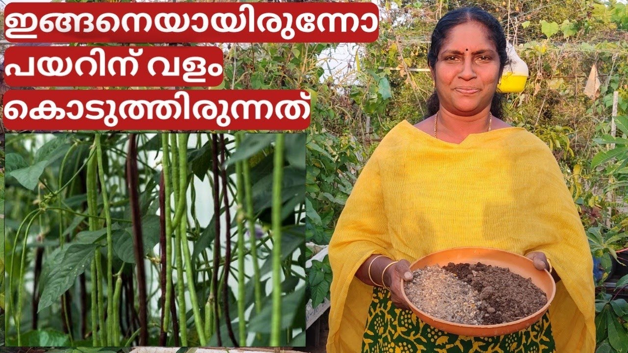 Payar R പയറിന്റെ വളപ്രയോഗം എങ്ങനെ എപ്പോൾ | Tips for payar krishi | Malayalam ...