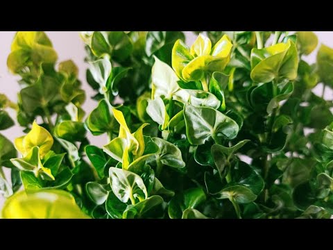 Wild Plants Collection