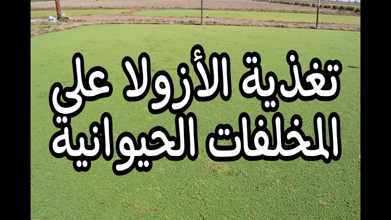 أفضل طريقة لتغذية الأزولا على مخلفات الدواجن وحيوانات المزرعة