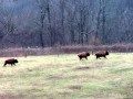 Buffalo trotting at Batelle Darby Creek Metro Park