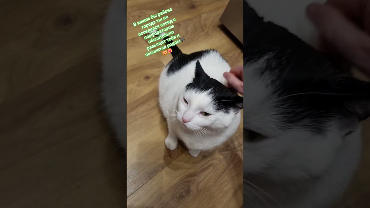 Стэтхэм о соседях 🐈‍⬛😻❤️‍🔥 