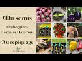 Semis et repiquage daubergine poivrons et tomates