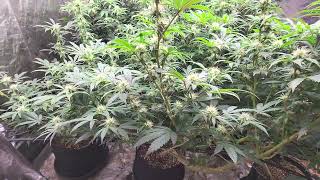 Week 3 Flower