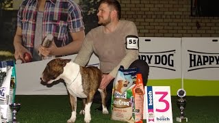 BEST IN SHOW - 2 группа пород (средние собаки). Чемпионат Германии. Выставка «Планета собак 2017» BEST IN SHOW - 2 группа пород (средние собаки). Чемпионат Германии. Выставка «Планета собак 2017»