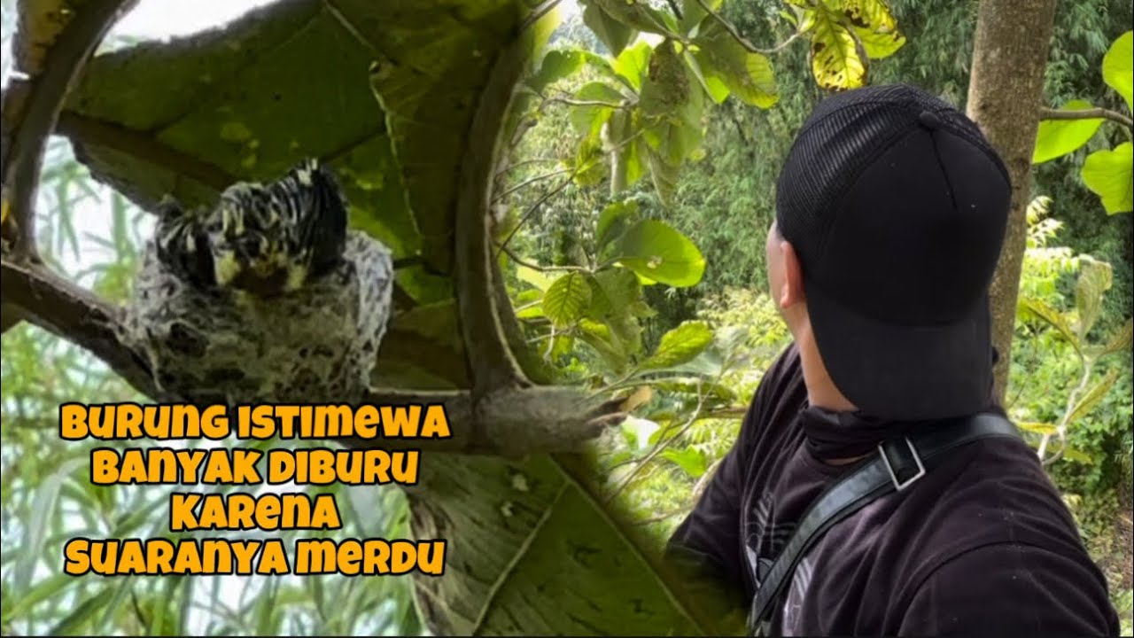 Bersarang diujung dahan dan di pohon yang tinggi, gokil sekali burung ini 😄