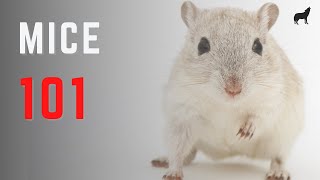 Mice 101  Mice Species Fast Facts and Information