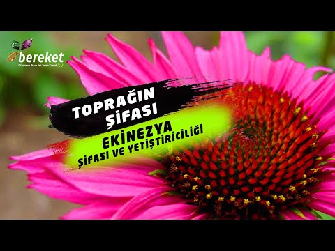 Video: Ekinezya Və Rudbeckia Bağlarımıza Gəldi