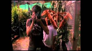 Reality Series-Butterfly Park New