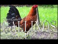 Charla sobre los Gallo gallina