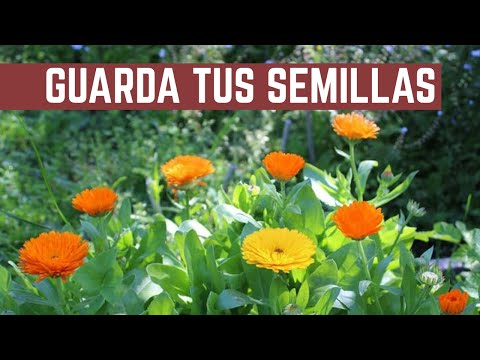 Video: Rubeckia. Creciendo a partir de semillas - Misión posible