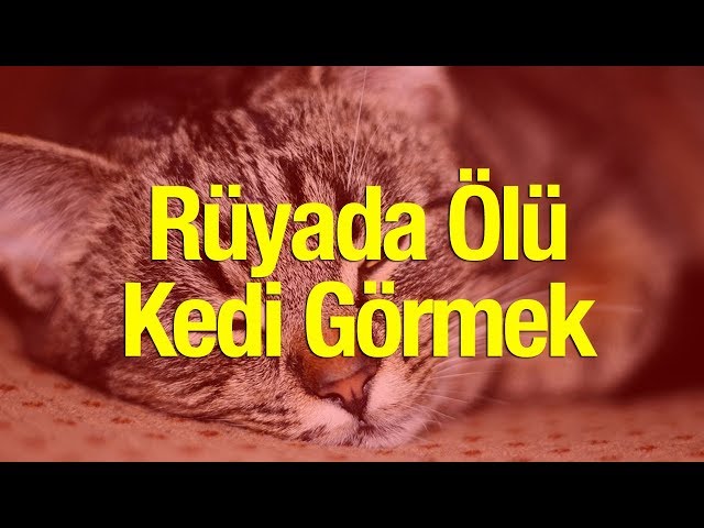 Ruyada Siyah Kedi Gormek Neye Isaret Ruyada Siyah Kedi Isirmasi Ne Demek Dini Bilgiler Haberleri