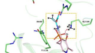 PLP undergoes conformational changes during the course of an enzymatic reaction