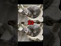 오이이 아오이 무엇이 다를까요 #oiia #oiiaoiia