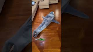 link in bio to get your shark blanket!