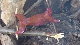 Cooking Squirrel Over an Open Fire