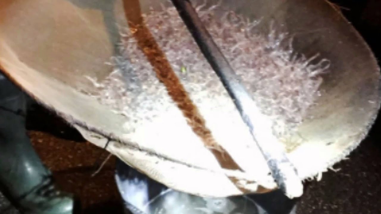 Cantabria detienen 40 pescadores ilegales de angula, decían como excusa que practicaban footing