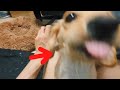 着替えを邪魔するおバカな犬【ダックスフンド】
