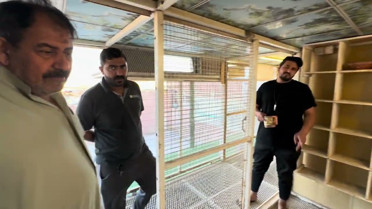 سهيل المبارك تصوير حمام ابو حيدر جزيره رجوع الحمام سباق زاخو ٩٠٠ كيلو