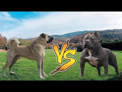 Pitbull Vs Kangal Dunyanin En Guclu Kopek Irki Youtube