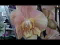 Замечательный завоз орхидей в "Садовод"