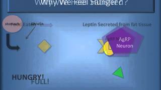 Agouti Gene Methylation Study in Mice