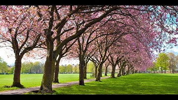 Community-Led Solution for Safety, Engagement, and Sustainability in Meadows Park, Edinburgh