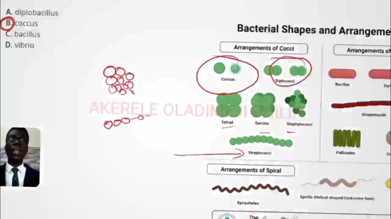 UTME BIOLOGY VIDEO SOLUTIONS YouTube
