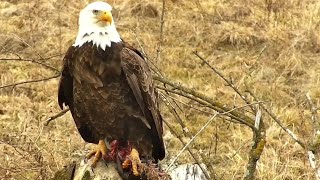 Decorah North~Mr North is eating meat on a  stub! He brought the rest to DNF~2021\/03\/11