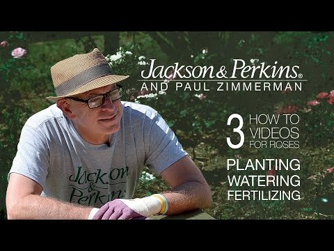 3 Rose How-To's From Jackson & Perkins and Paul Zimmerman